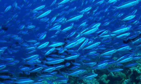 2025年海底隧道工程行業(yè)現(xiàn)狀與發(fā)展趨勢分析