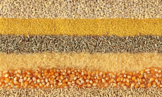 2025農作物種子行業市場供需格局及未來發展趨勢預測